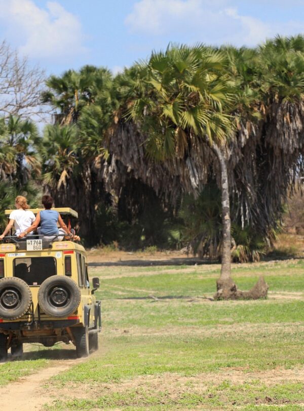 tanzania safari