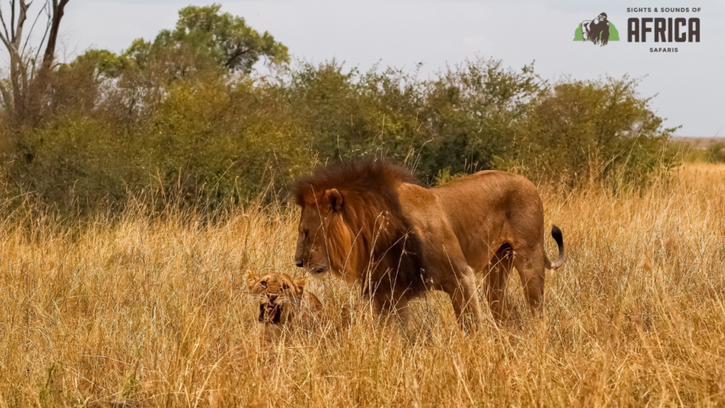 8 Days Uganda Safari