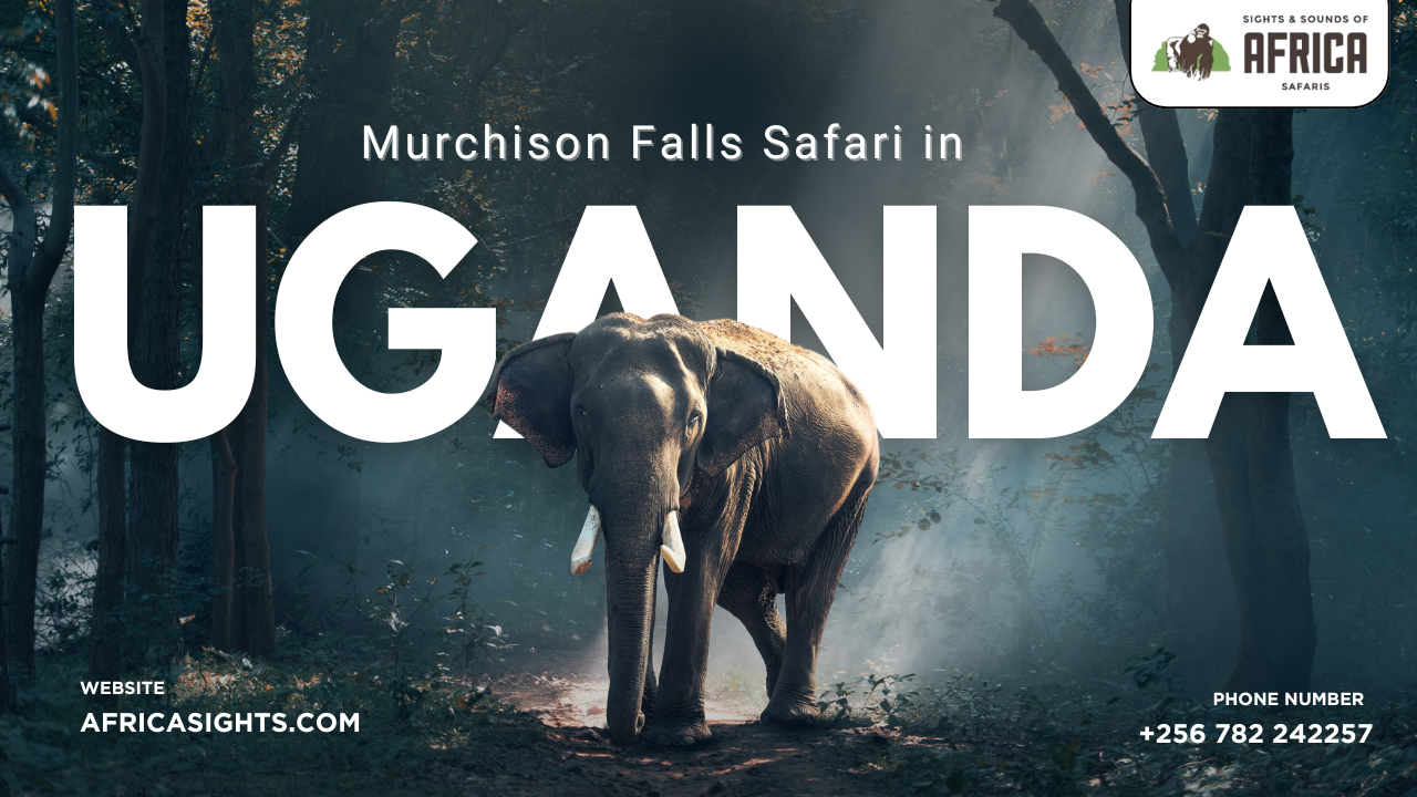 Murchison Falls Safari in Uganda