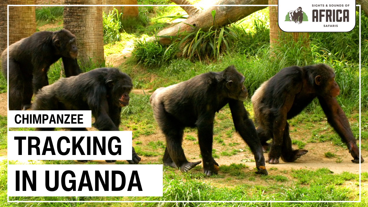 chimpanzee tracking uganda