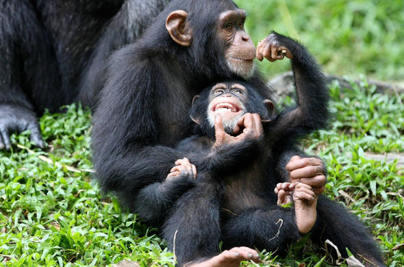 Chimpanzee Tracking Uganda