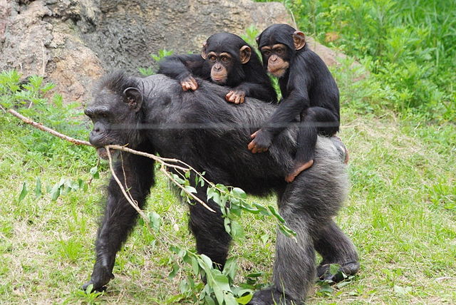 Chimpanzee Tracking Uganda
